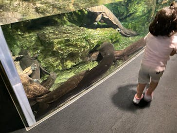 京都水族館に投稿された画像（2022/7/6）