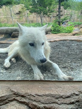 那須どうぶつ王国に投稿された画像（2022/7/6）