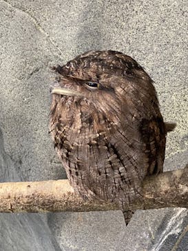 那須どうぶつ王国に投稿された画像（2022/7/6）