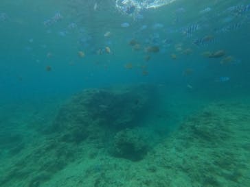 DIVING-SHOP SUNSに投稿された画像（2022/7/6）