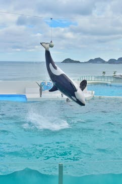 鴨川シーワールドに投稿された画像（2022/7/6）