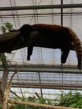 神戸どうぶつ王国に投稿された画像（2022/7/6）