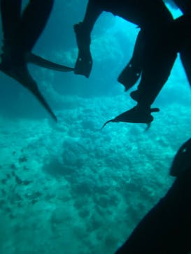 沖縄ダイビングショップシーモールに投稿された画像（2022/7/6）