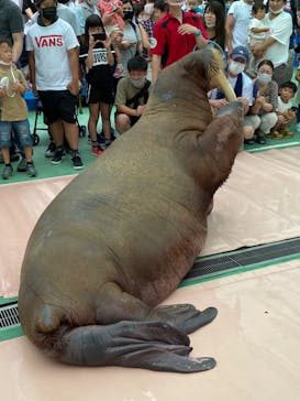 ゼロ距離水族館 伊勢シーパラダイスに投稿された画像（2022/7/6）
