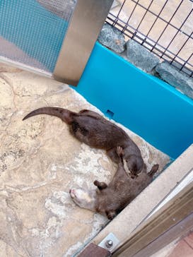 大分マリーンパレス水族館 「うみたまご」に投稿された画像（2022/7/6）