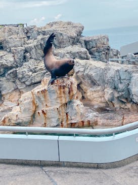 大分マリーンパレス水族館 「うみたまご」に投稿された画像（2022/7/6）