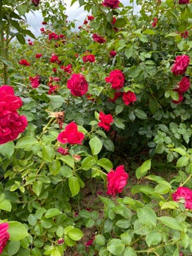 いばらきフラワーパークに投稿された画像（2022/7/7）