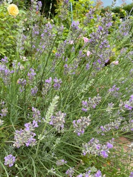 いばらきフラワーパークに投稿された画像（2022/7/7）