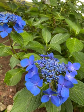 いばらきフラワーパークに投稿された画像（2022/7/7）