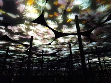 森ビル デジタルアート ミュージアム：エプソン チームラボボーダレスに投稿された画像（2022/7/7）