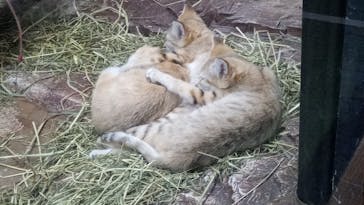 那須どうぶつ王国に投稿された画像（2022/7/7）