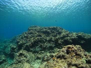 武藤潜水に投稿された画像（2022/7/8）