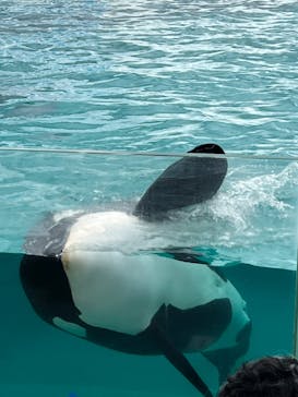 鴨川シーワールドに投稿された画像（2022/7/8）