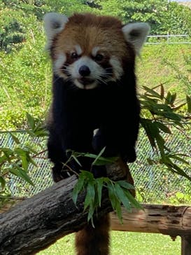 群馬サファリパークに投稿された画像（2022/7/8）