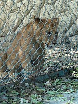 群馬サファリパークに投稿された画像（2022/7/8）