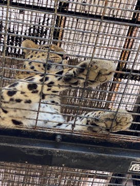 群馬サファリパークに投稿された画像（2022/7/8）