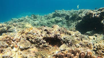 武藤潜水に投稿された画像（2022/7/8）