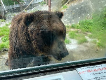 のぼりべつクマ牧場に投稿された画像（2022/7/8）