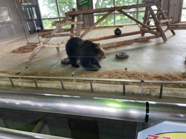のぼりべつクマ牧場に投稿された画像（2022/7/8）