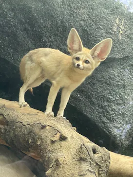 神戸どうぶつ王国に投稿された画像（2022/7/8）