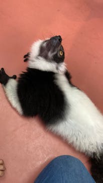 那須ワールドモンキーパークに投稿された画像（2022/7/9）