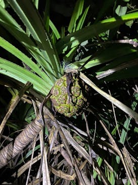 石垣島 ADVENTURE PiPi（イシガキジマアドベンチャーピピ）に投稿された画像（2022/7/9）