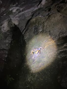 石垣島 ADVENTURE PiPi（イシガキジマアドベンチャーピピ）に投稿された画像（2022/7/9）