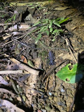 石垣島 ADVENTURE PiPi（イシガキジマアドベンチャーピピ）に投稿された画像（2022/7/9）