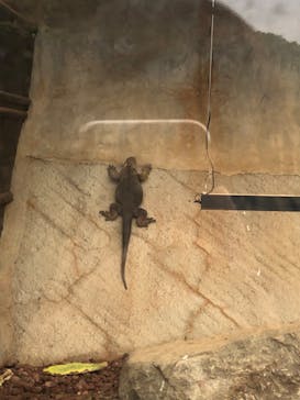 体感型動物園iZooに投稿された画像（2022/7/9）