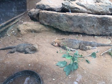 体感型動物園iZooに投稿された画像（2022/7/9）