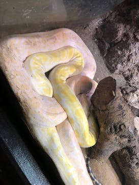 体感型動物園iZooに投稿された画像（2022/7/9）