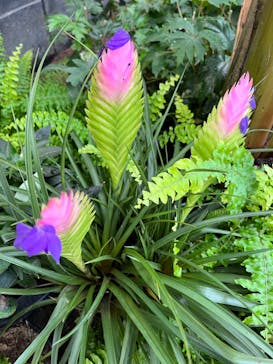 安城産業文化公園デンパークに投稿された画像（2022/7/9）