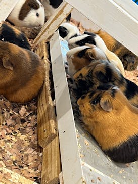 アニタッチみなとみらいに投稿された画像（2022/7/9）