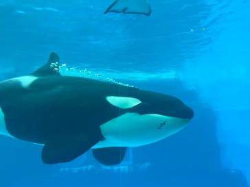 名古屋港水族館に投稿された画像（2022/7/9）