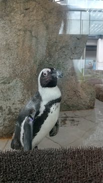 京都水族館に投稿された画像（2022/7/9）
