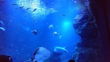 京都水族館に投稿された画像（2022/7/9）