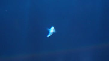 サンシャイン水族館に投稿された画像（2022/7/9）