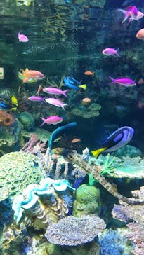 サンシャイン水族館に投稿された画像（2022/7/9）