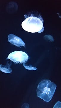 サンシャイン水族館に投稿された画像（2022/7/9）