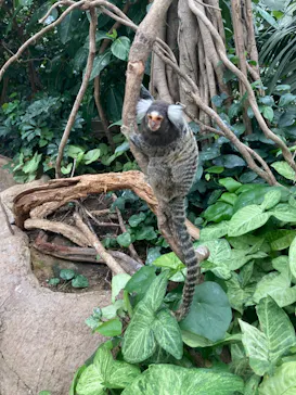 神戸どうぶつ王国に投稿された画像（2022/7/9）