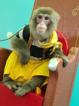 おさるランド＆アニタウン　日光さる軍団劇場に投稿された画像（2022/7/9）