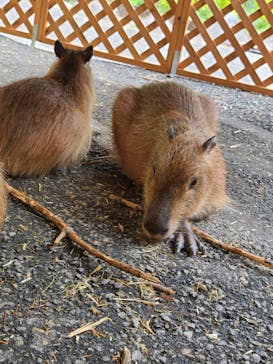 おさるランド＆アニタウン　日光さる軍団劇場に投稿された画像（2022/7/9）