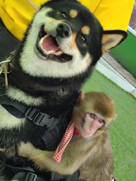 おさるランド＆アニタウン　日光さる軍団劇場に投稿された画像（2022/7/9）