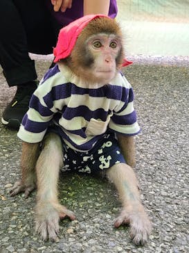 おさるランド＆アニタウン　日光さる軍団劇場に投稿された画像（2022/7/9）