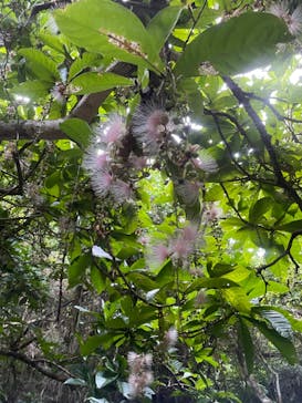 西表島 ADVENTURE PiPi（アドベンチャーピピ）に投稿された画像（2022/7/9）