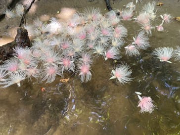 西表島 ADVENTURE PiPi（アドベンチャーピピ）に投稿された画像（2022/7/9）