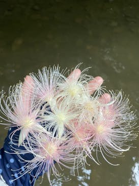 西表島 ADVENTURE PiPi（アドベンチャーピピ）に投稿された画像（2022/7/9）