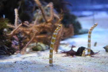 名古屋港水族館に投稿された画像（2022/7/9）