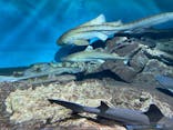 アクアワールド茨城県大洗水族館に投稿された画像（2022/7/9）