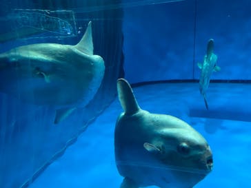 アクアワールド茨城県大洗水族館に投稿された画像（2022/7/9）